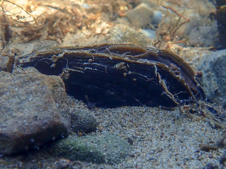 Cropped mussel