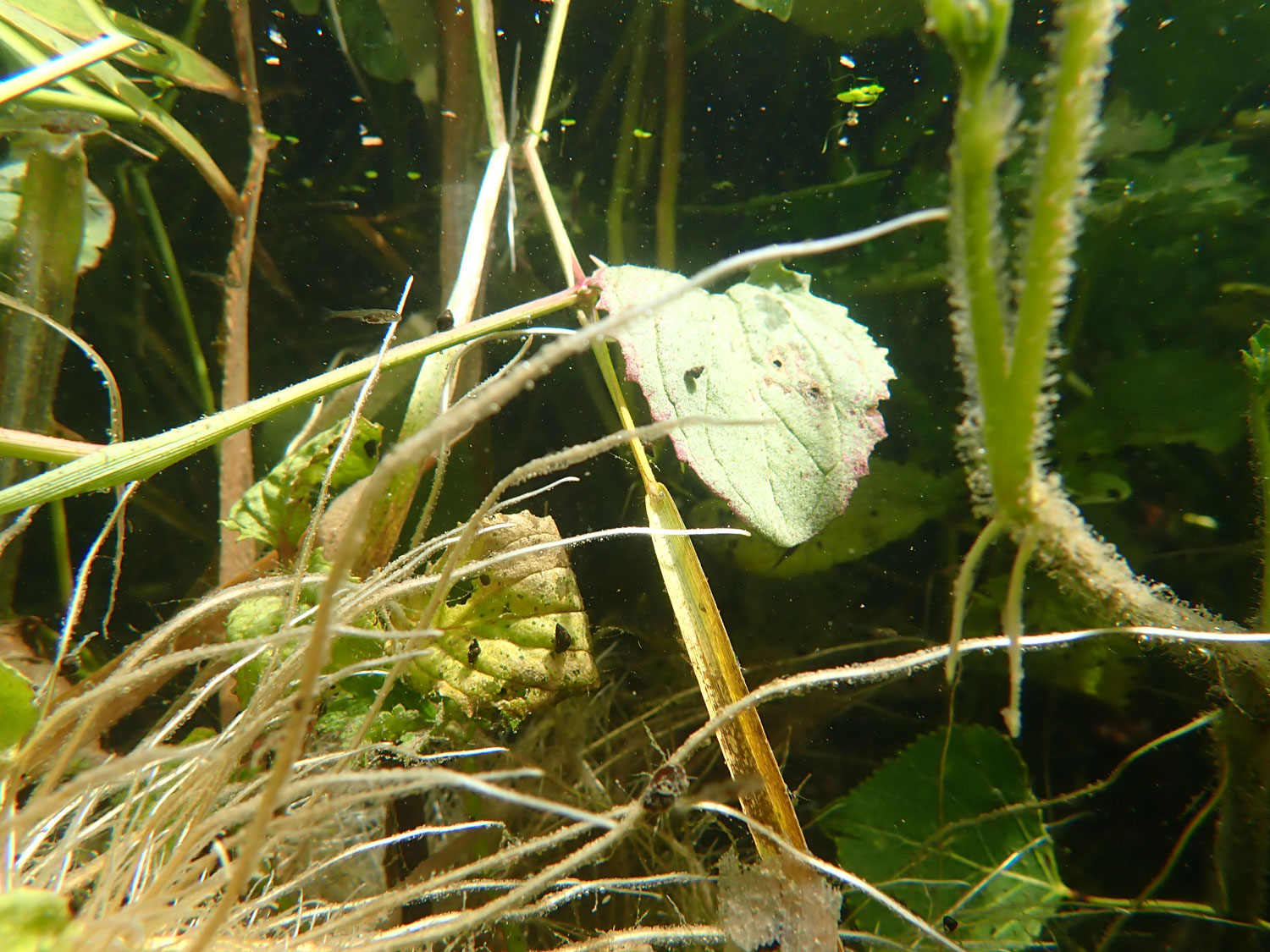Fresh Water Ecology